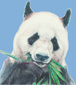 永明の色鉛筆画