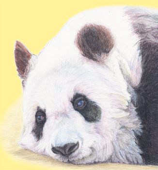 タンタンの色鉛筆画