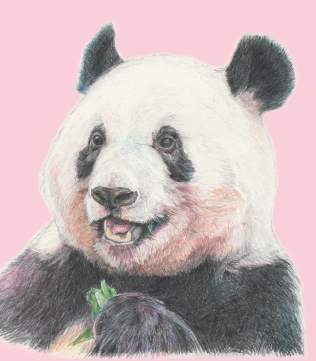 シャンシャンの色鉛筆画